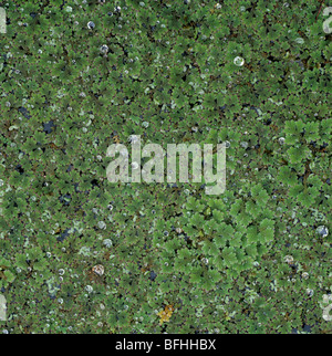 Fairy moss (Azolla filiculoides) covering the surface of an ornamental pond Stock Photo