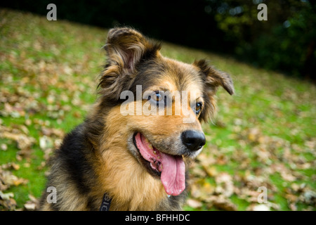 A German Shepard/Alsation dog sits in the Autumn leaves. Stock Photo