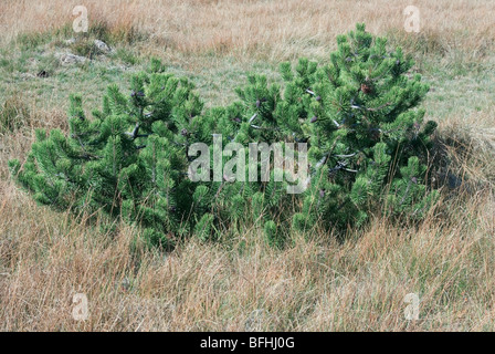 Dwarf Mountain Pine, Swiss Mountain Pine (Pinus mugo) - ADAMELLO BRENTA NATURAL PARK - TRENTINO - ITALY Stock Photo