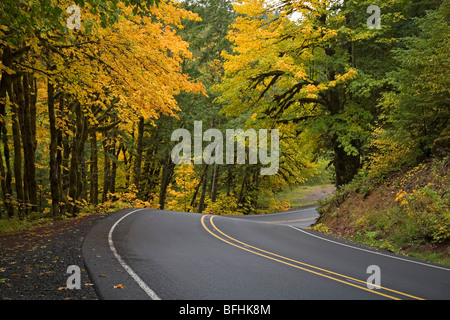 Big tooth maple trees turn gold in October autumn along Highway 20 in the Cascade Mountains of Oregon Stock Photo