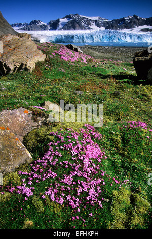 Moss campion (Silene acaulis) blooming in front of 14th of July Glacier Spitzbergen Island Svalbard Archipelago Arctic Norway Stock Photo