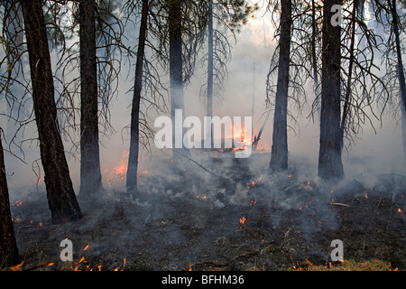 A forest fire or wildfire sweeps through a pine and fir forest in the Cascade Mountains of Oregon Stock Photo