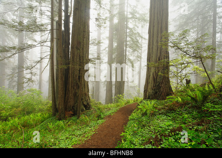 Old forest road running through the towering redwood trees of Del Norte Coast Redwoods State Park Stock Photo