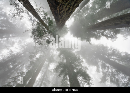 Looking skyward towards the towering Redwood trees along Damnation Creek Trail in Del Norte Coast Redwoods State park