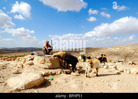 Israel, Negev Desert, Bedouin Shepherd with herd of sheep waters his herd from the water well Stock Photo