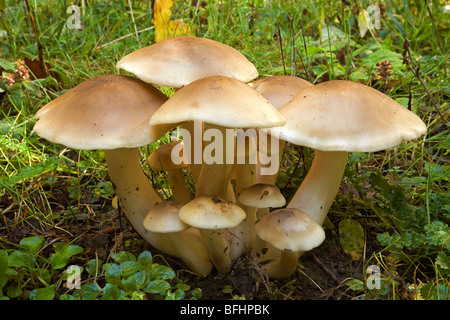 Forest mushrooms, Lyophyllum descastes, growing in a temperate rain forest in the Cascade Mountains of Central Oregon Stock Photo
