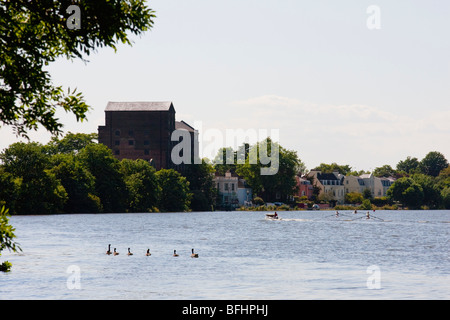 River Thames by Stag Brewery in Mortlake as rowing boats practice on sunny day Stock Photo