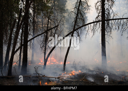 A forest fire or wildfire sweeps through a ponderosa pine forest in Oregon Stock Photo