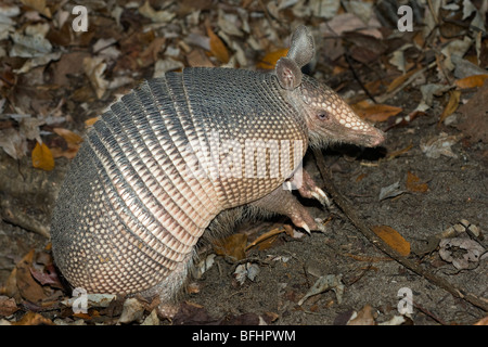 Foraging nine-banded armadillo (Dasypus novemcinctus), central Flroida, U.S.A. Stock Photo