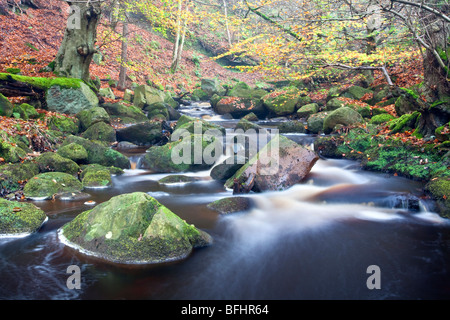 Padley Gorge in full Autumn colours in the Peak District National Park Stock Photo