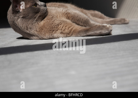 Cat Laying on Floor in Sunshine Stock Photo