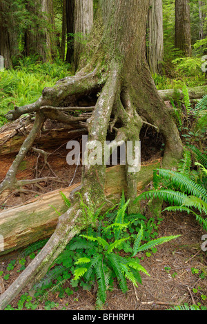 Tree grows over old fallen trees which was a nursing log at one time in Jedediah Smith Redwoods State Park Stock Photo