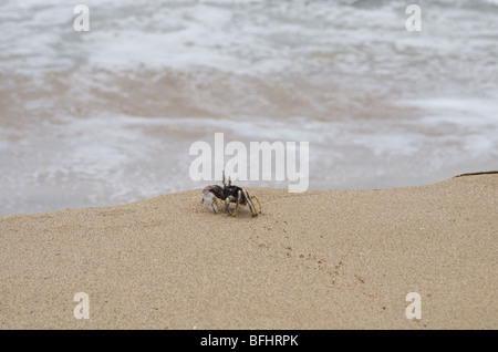 Crab walking to the ocean on a sandy beach Stock Photo