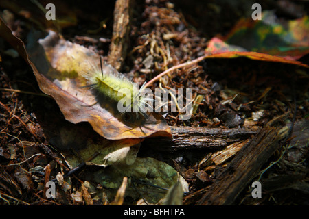 View of caterpillar insect eating leaf close up closeup in fall forest from above hi-res Stock Photo