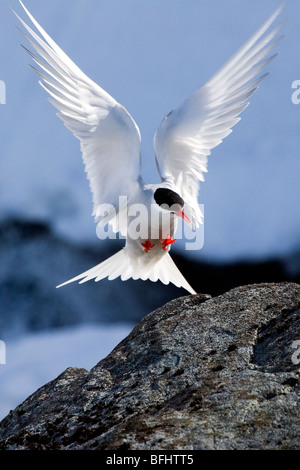Antarctic tern (Sterna vittata) landing near its nest site, Half Moon Island, Antarctic Peninsula Stock Photo