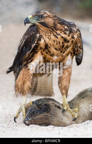 Endemic juvenile Galapagos hawk (Buteo galapagoensis) scavenging dead California sea lion pup , Galapagos Archipelago, Ecuador Stock Photo