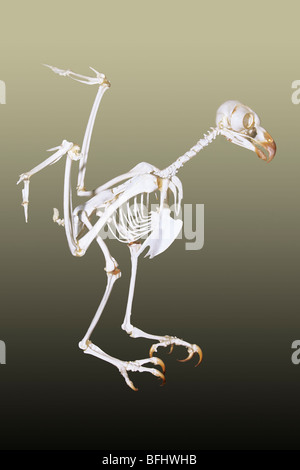 great horned owl (Bubo virginianus), skeleton Stock Photo