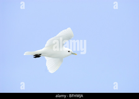 Ivory gull (Pagophila eburnea), Svalbard Archipelago, Arctic Norway Stock Photo