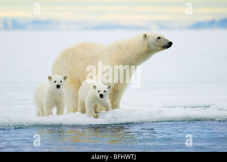 Polar bear mother (Ursus maritimus) and twin cubs of the year hunting on the pack ice, Svalbard Archipelago, Arctic Norway Stock Photo