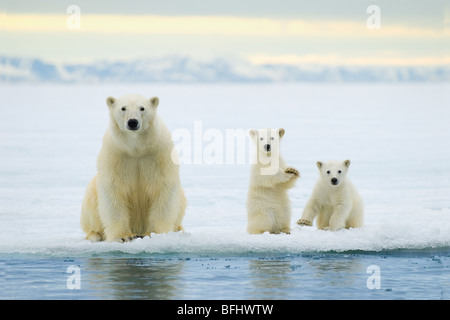 Polar bear mother (Ursus maritimus) and twin cubs of the year hunting on the pack ice, Svalbard Archipelago, Arctic Norway Stock Photo