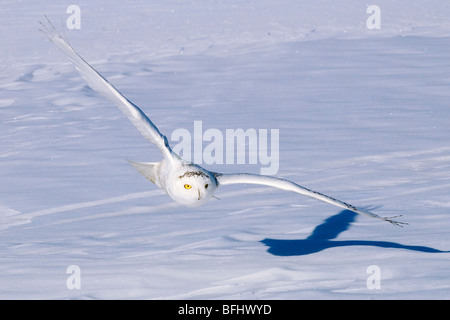 Snowy owl (Bubo scandiaca) hunting in winter, prairie Alberta, Canada