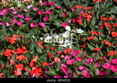 red, pink and white geraniums in the promenade of the oleanders, Generalife gardens, Alhambra, Granada, Spain Stock Photo