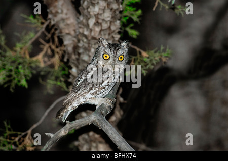 Adult male whiskered screech-owl (Otus trichopsis), Huachuca Mountains, Arizona Stock Photo