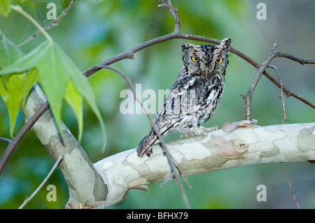 Adult male whiskered screech-owl (Otus trichopsis), Huachuca Mountains, Arizona Stock Photo