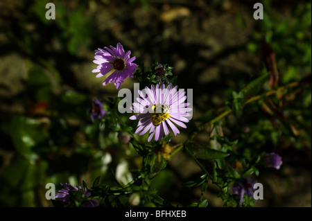 A wasp collects nectar from a wild flower on a warm summer's afternoon Stock Photo