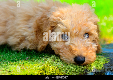 11 week old miniature Australian Labradoodle puppy Stock Photo