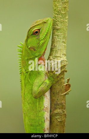 A small Iguana perched on a branch in Amazonian Ecuador. Stock Photo