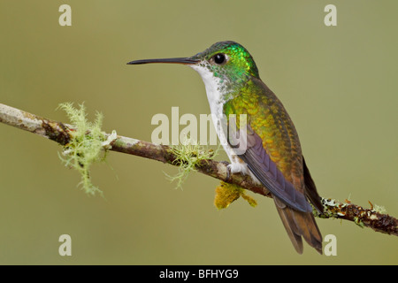 A Andean Emerald hummingbird (Amazilia franciae) perched on a branch in the Tandayapa Valley of Ecuador. Stock Photo