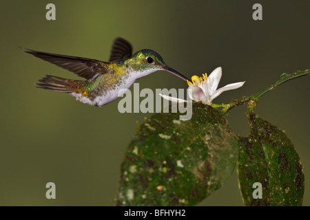 An Andean Emerald hummingbird (Amazilia franciae) feeding at a flower while flying in the Tandayapa Valley of Ecuador. Stock Photo