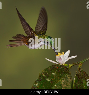 An Andean Emerald hummingbird (Amazilia franciae) feeding at a flower while flying in the Tandayapa Valley of Ecuador. Stock Photo