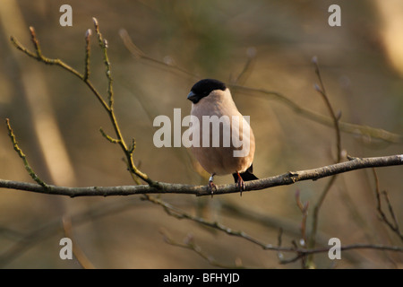 Female BULLFINCH, Pyrrhula pyrrhula Stock Photo