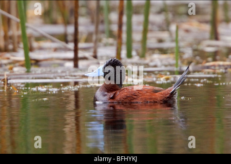 Andean Ruddy-Duck (Oxyura ferruginea) swimming in a lake in Cajas National Park in southern Ecuador. Stock Photo