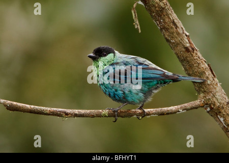 Black-capped Tanager (Tangara heinei) perched on a branch in the Tandayapa Valley of Ecuador. Stock Photo