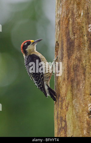 Black-cheeked Woodpecker (Melanerpes pucherani) perched on a tree at Rio Palenque reserve in northwest Ecuador. Stock Photo
