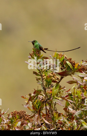 Black-tailed Trainbearer Hummingbird (Lesbia victoriae) Stock Photo