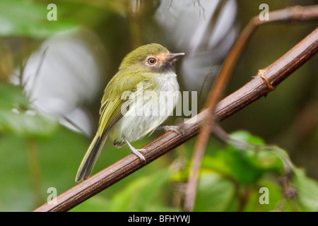 Black-throated Tody-Tyrant (Hemitriccus granadensis) perched on a branch near Valladolid in southeast Ecuador. Stock Photo