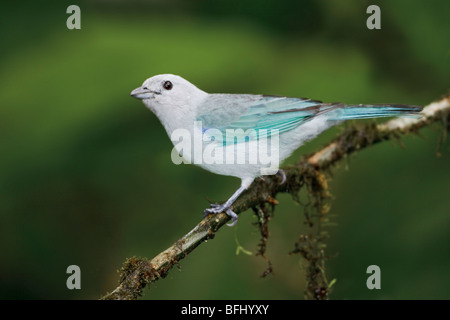 Blue-gray Tanager (Thraupis episcopus) perched on a branch in the Milpe reserve in northwest Ecuador. Stock Photo