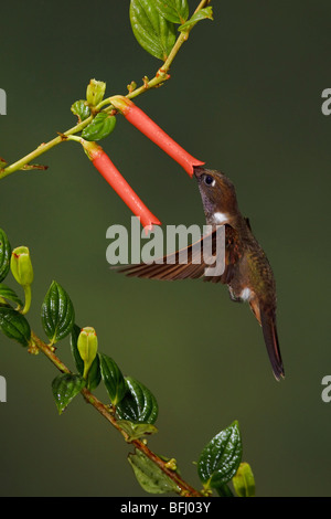 A Brown Inca hummingbird (Coeligena wilsoni) feeding at a flower while flying in the Tandayapa Valley of Ecuador. Stock Photo