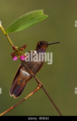 Brown Inca hummingbird (Coeligena wilsoni) perched on a branch in the Tandayapa Valley of Ecuador. Stock Photo