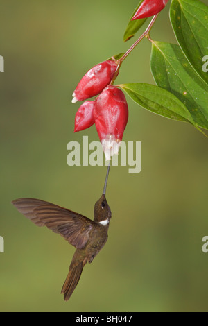 Brown Inca hummingbird (Coeligena wilsoni) feeding at a flower while flying at the Mindo Loma  reserve in northwest Ecuador. Stock Photo
