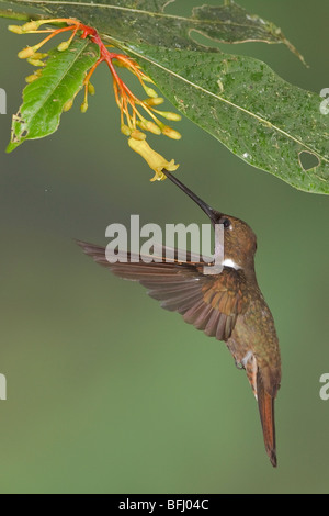 Brown Inca hummingbird (Coeligena wilsoni) feeding at a flower while flying at the Mindo Loma  reserve in northwest Ecuador. Stock Photo