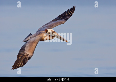 Brown Pelican (Pelecanus occidentalis) searching for food while flying off the coast of Ecuador. Stock Photo