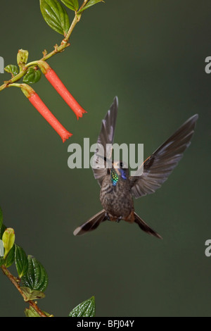 A Brown Violetear Hummingbird (Colibri delphinae) feeding at a flower while flying in the Tandayapa Valley of Ecuador. Stock Photo