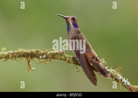 Brown Violetear Hummingbird (Colibri delphinae) perched on a branch at Buenaventura Lodge in southwest Ecuador. Stock Photo