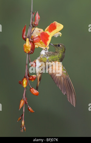 Buff-tailed Coronet (Boissonneaua flavescens) feeding at a flower while flying at the Mindo Loma  reserve in northwest Ecuador. Stock Photo