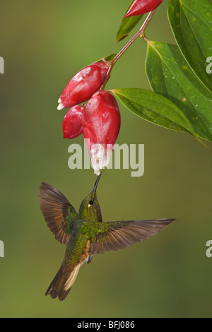 Buff-tailed Coronet (Boissonneaua flavescens) feeding at a flower while flying at the Mindo Loma  reserve in northwest Ecuador. Stock Photo